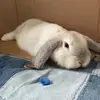 Becky Byrd - @beauregardthebun - TikTok