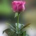 Becky Cadena - Facebook