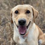 Becky Callahan - @strider_the_lab - Instagram