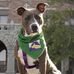 Becky - Carroll College Anthrozoology Dog - Facebook