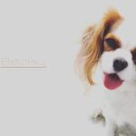 Becky 🐶😈💘🎉 - @becky_thecavalier - Instagram