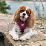 Becky - @becky.thecavalier - Instagram