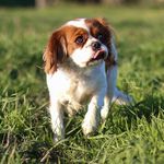 B~E~C~K~Y - @cavalier.becky - Instagram