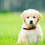 BECKY - @cavalier_becky - Instagram