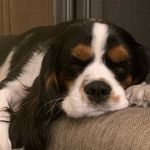 @becky_cavalier_king_charles_ - Instagram