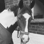 Becky Deavin🌺 @beckydvin - @_becky_and_jack_cavalier_ - Instagram
