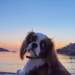 Cavalier King 👑 Lady Becky 🐾 - @cavalier.ladybecky - Instagram