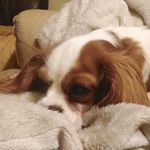 🐾Miss Becky🐾 - @becky.cavalier.dog - Instagram