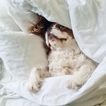 Nap queen 🥱 | Windy Miracle of Hope 🏅 - @beckythecavalierking - Instagram