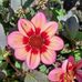 Becky Cavazos - Facebook