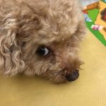 Becky Chan - @beckychan5905 - Instagram