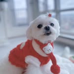 Becky Chiu - @beckychiu808 - Instagram