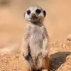 beckycovingtoncar - @beckycovingtoncar - TikTok