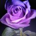 Becky Crews - Facebook