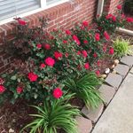 Becky Stell Culp - @culpbety - Instagram