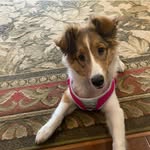 Becky Williams Gaydosh - @beckywilliamsgaydosh09 - Instagram
