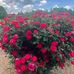 Becky Eckert - Facebook