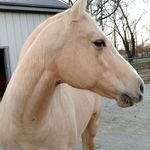 Becky Estes - @horse_gammaw - Instagram
