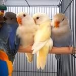 Becky's Feathered friends - Hand Raised Companion Birds - @beckysfeatheredfriends - Instagram