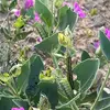Becky Flower Sharon - @becky.flower.shar - TikTok