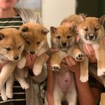 Becky Fox - @shiba_inupups - Instagram