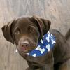 Becky Fox - @dogmom1970 - TikTok