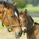 becky granger - @horse_culture91 - Instagram