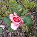 Becky Johnston - Facebook