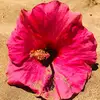 Becky Koss892 - @beckykoss892 - TikTok