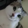 BeckyLawrence - @creolousvhh - TikTok