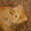Roxy - @becky_lemons - TikTok