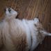 Rebecca Linkous - Facebook