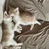 beckylippincott - @beckylippincott - TikTok