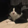 Leo Becky Logan - @rescuedkittensnewlife0 - TikTok