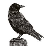 Becky Ellen MacPherson - @bmacphersonstudio - Instagram