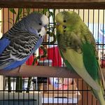 🦜🦜Becky&Mandy🦜🦜 - @beckyandmandy - Instagram