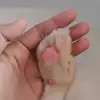 babukucing🐈 - @marchobecky - TikTok