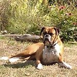 Becky Marks - @timberlandanimalclinic97236 - Instagram