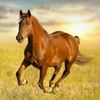 Becky McMahon  - @becky_horses - TikTok