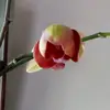 Beckymooneyfarrar - @rebeccaf07 - TikTok