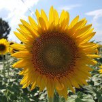 Becky Munson - @livetuscan - Instagram