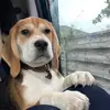 Becky Murdoch - @rupertthebeagle0 - TikTok