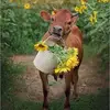 beckyottosonhunte - @beckyottosonhunte - TikTok