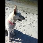 Becky Pack - @ninninpack - Instagram