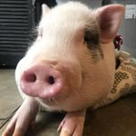 Becky Jackson Pendleton - @becky.j.pendleton - Instagram