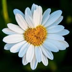 Becky Pendleton - @becky.pendleton.104 - Instagram