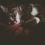 Becky Pendleton - @thor_the_cute_guy - Instagram