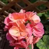 beckypendleton62 - @beckypendleton62 - TikTok