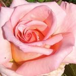 Becky Randall - @becky.randall.56 - Instagram