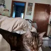 beckyrexrode548 - @beckyrexrode548 - TikTok